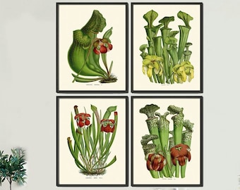 Carnivorous Insect Eating Pitcher Plant Flowers Botanical Wall Art Set of 4 Prints Vintage Tropical Rainforest Nature Decor to Frame HOU