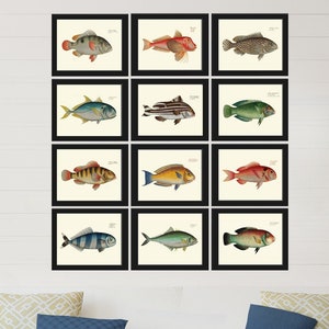 Fish Print Set of 12 Beautiful Wall Art Colorful Coral Reef Nature Science Beach Ocean Tropical Island Coastal Home Room Decor to Frame BL