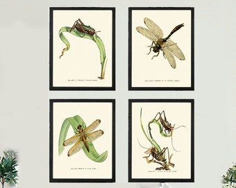 Vintage Insect Dragonfly Wall Art Set of 4 Prints Beautiful Antique Lake Forest Outdoor Garden Nature Home Decor Decoration to Frame LINS