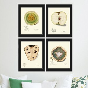 Obst Botanische Drucke Wand Kunst 4er Set Schöne Vintage Antike Apfel Melone Grapefruit Chart Poster Aquarell Wohnkultur zum Rahmen POMO