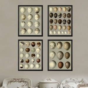 Vintage Bird Eggs Wall Art Set of 4 Prints Beautiful Antique Chart Illustration Farmhouse Fireplace Hallway Office Home Decor to Frame BEND