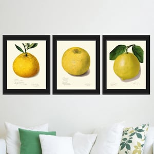 Lemon Orange Grapefruit Tropical Fruit Botanical Wall Art Set 3 Prints Beautiful Vintage Kitchen Dinning Room Home Decor to Frame POMO