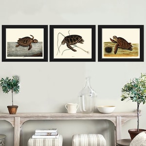 Turtle Print set of 3 Vintage Animal Botanical Wall Art Watercolor Drawing Painting Illustration Lake River Nature Home Decor to Frame CTB