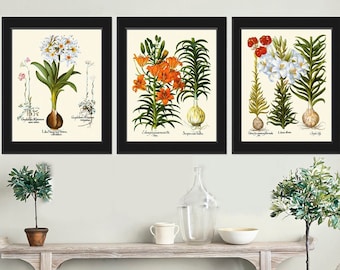 Lily Lilies Flower Botanical Prints Wall Art Set of 3 Beautiful Antique Vintage Garden Plants Chart Illustration Home Decor to Frame BESL