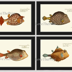 Tropical Fish Prints Wall Art Set of 4 Antique Vintage Marine Nature Sea Ocean Beach House Coastal Bathroom Bedroom Home Decor to Frame BM