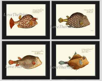 Tropical Fish Prints Wall Art Set of 4 Antique Vintage Marine Nature Sea Ocean Beach House Coastal Bathroom Bedroom Home Decor to Frame BM