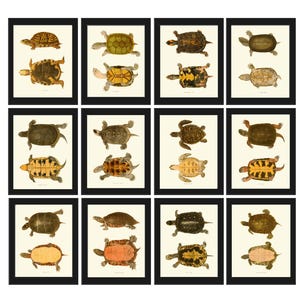 Vintage schildpad kunst aan de muur print poster grafiek set van 12 antieke natuurwetenschappen groot formaat galerij huisdier dier huis kamer decor op lijst TNE