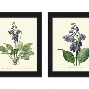 May include: Two framed botanical prints of a purple flower with green leaves. The prints are titled "Hosta Candida" and "Hosta Sieboldii".