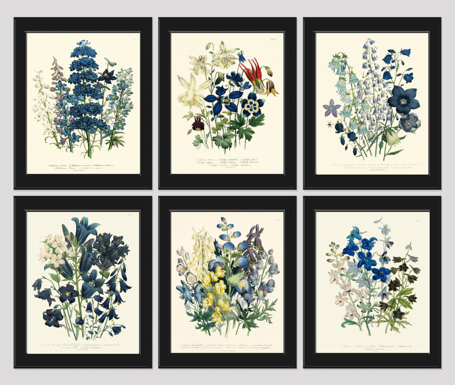 Blue Flowers Botanical Wall Art Set of 6 Prints Beautiful Vintage ...