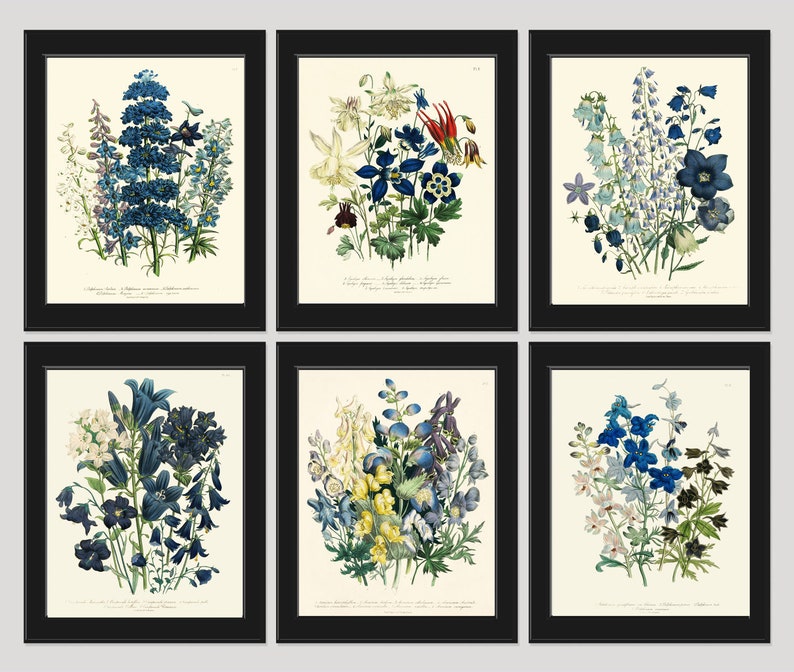Blue Flowers Botanical Wall Art Set of 6 Prints Beautiful Vintage ...