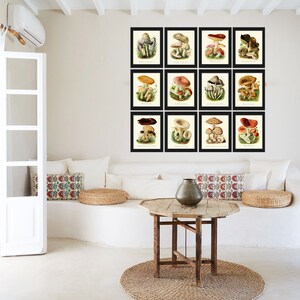 May include: A white living room with a white sofa and a wicker chair. There are 16 framed prints of different types of mushrooms on the wall. The prints are arranged in a grid pattern. There is a wooden coffee table in front of the sofa.