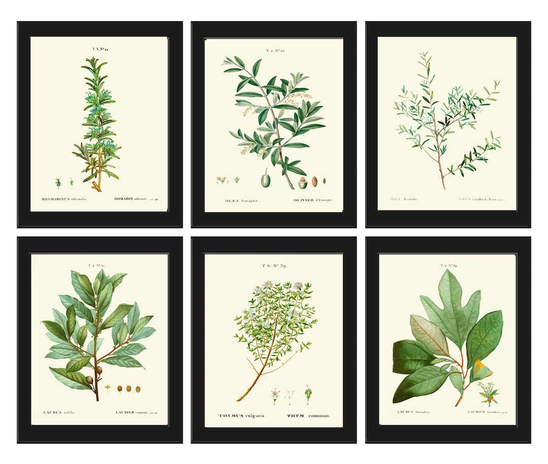 Vintage Antique Herbs Spices Botanical Wall Art Set of 6 Prints Thyme ...