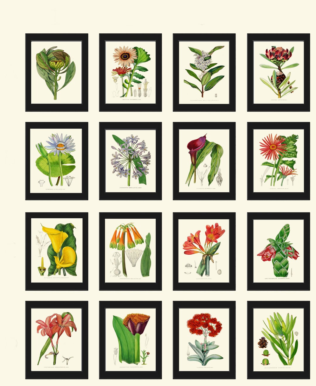 Botanical Prints Wall Art Set of 16 Beautiful Vintage Large Gallery ...