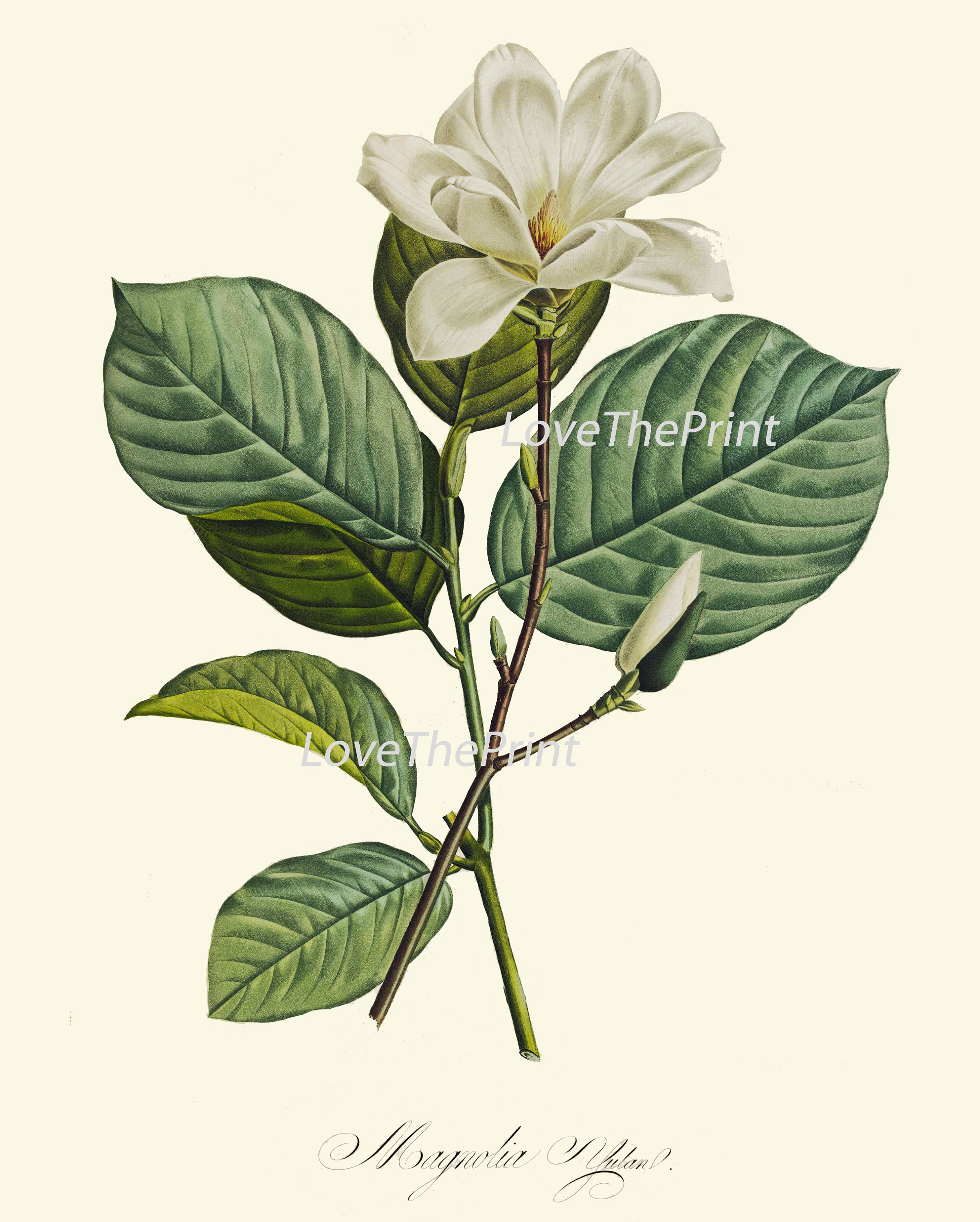 White Flowers Botanical Wall Art Set of 6 Prints Beautiful Peony Roses ...