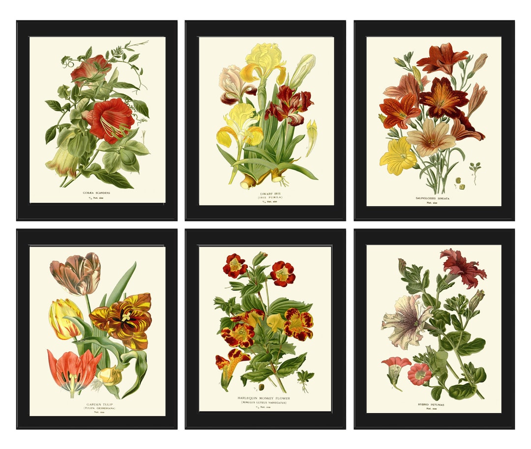 Botanical Prints Wall Decor Art Set of 6 Beautiful Vintage Antique