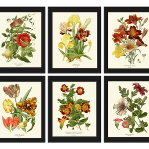 Botanische Drucke Wall Decor Art Set von 6 Schöne Vintage Antik Tulpe Iris Lilie Petunia Blumen Home Room Decor Illustration zu Rahmen STE