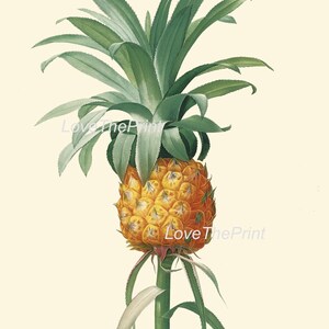 Tropical Botanical Wall Decor Art Set of 12 Prints Beautiful Antique ...