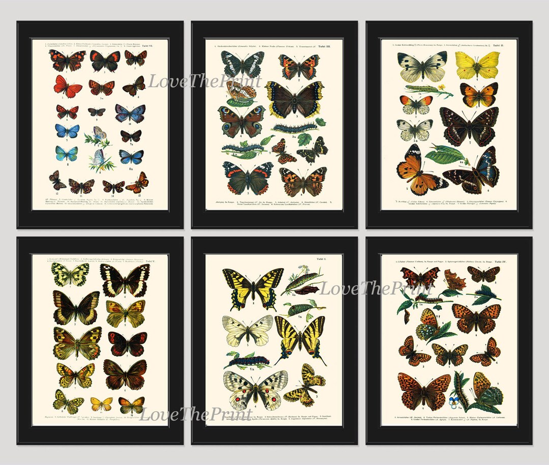 Vintage Butterflies Prints Wall Art Set of 6 Beautiful Antique ...