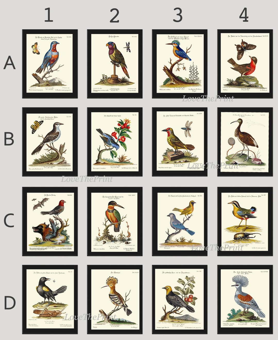 Bird Wall Art Gallery Set of 16 Prints Beautiful Antique Vintage Birds ...