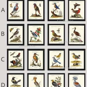 Bird Wall Art Gallery Set of 16 Prints Beautiful Antique Vintage Birds Interior Design Large Designer Collection Home Decor to Frame MCT