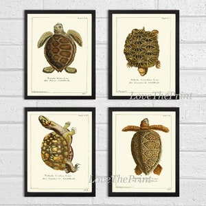 Turtle Wall Art Print Set of 4 Beautiful Antique Vintage Turtles Science Scientific Illustration Nature Picture Home Room Decor to Frame GND