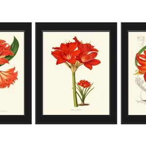Amaryllis Botanical Wall Art Decor Set of 3 Prints Beautiful Antique Vintage Bright Red Tropical Flowers Garden Plant Home Decor to Frame IH