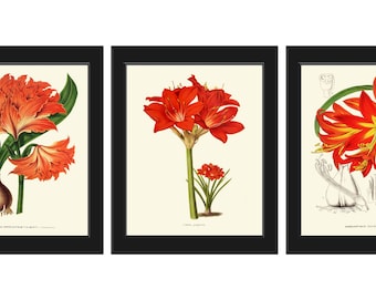Amaryllis Botanical Wall Art Decor Set of 3 Prints Beautiful Antique Vintage Bright Red Tropical Flowers Garden Plant Home Decor to Frame IH