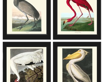 Audubon Bird Prints Vintage Antique Bird Home Wall Art Set of 4 Crane Red Flamingo Pelican Home Decor Illustration Poster to Frame JJA