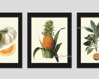 May include: A set of three vintage botanical illustrations featuring a melon, pineapple, and orange tree. The illustrations are in a realistic style with detailed drawings of the fruits and leaves.