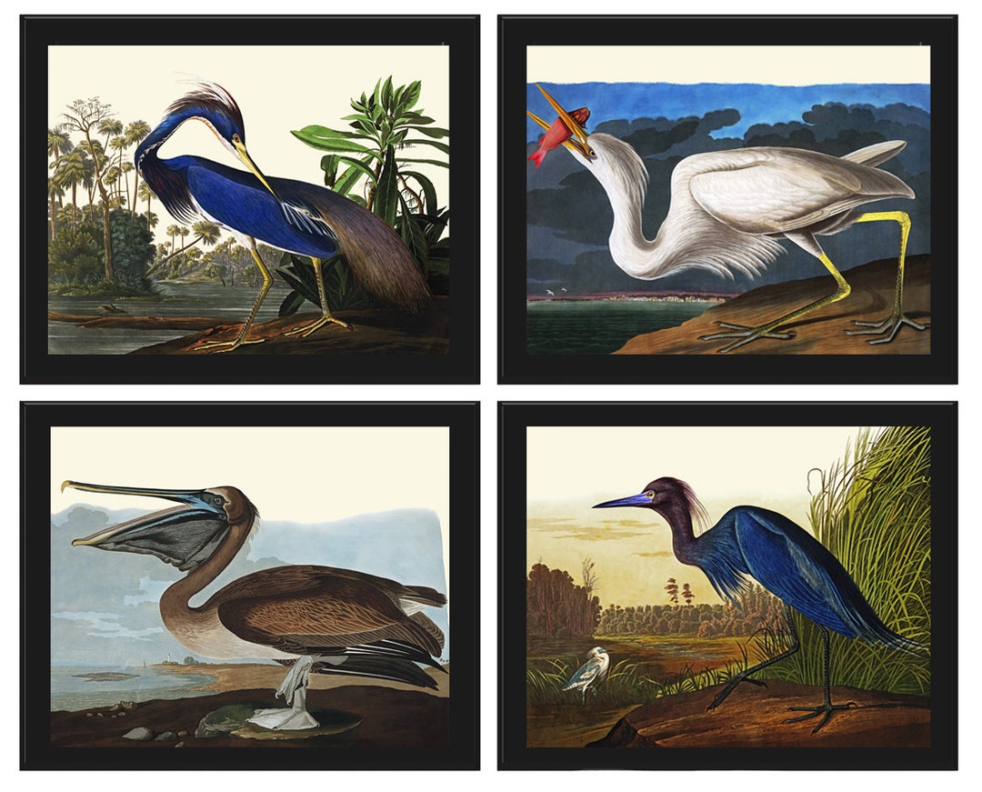 John James Audubon Birds Wall Art Prints Vintage Antique Set of 4 Crane ...