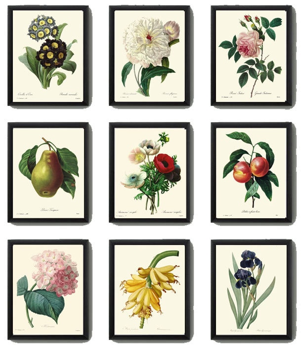 Botanical Prints Wall Art Set of 9 Beautiful Antique Vintage Flowers ...