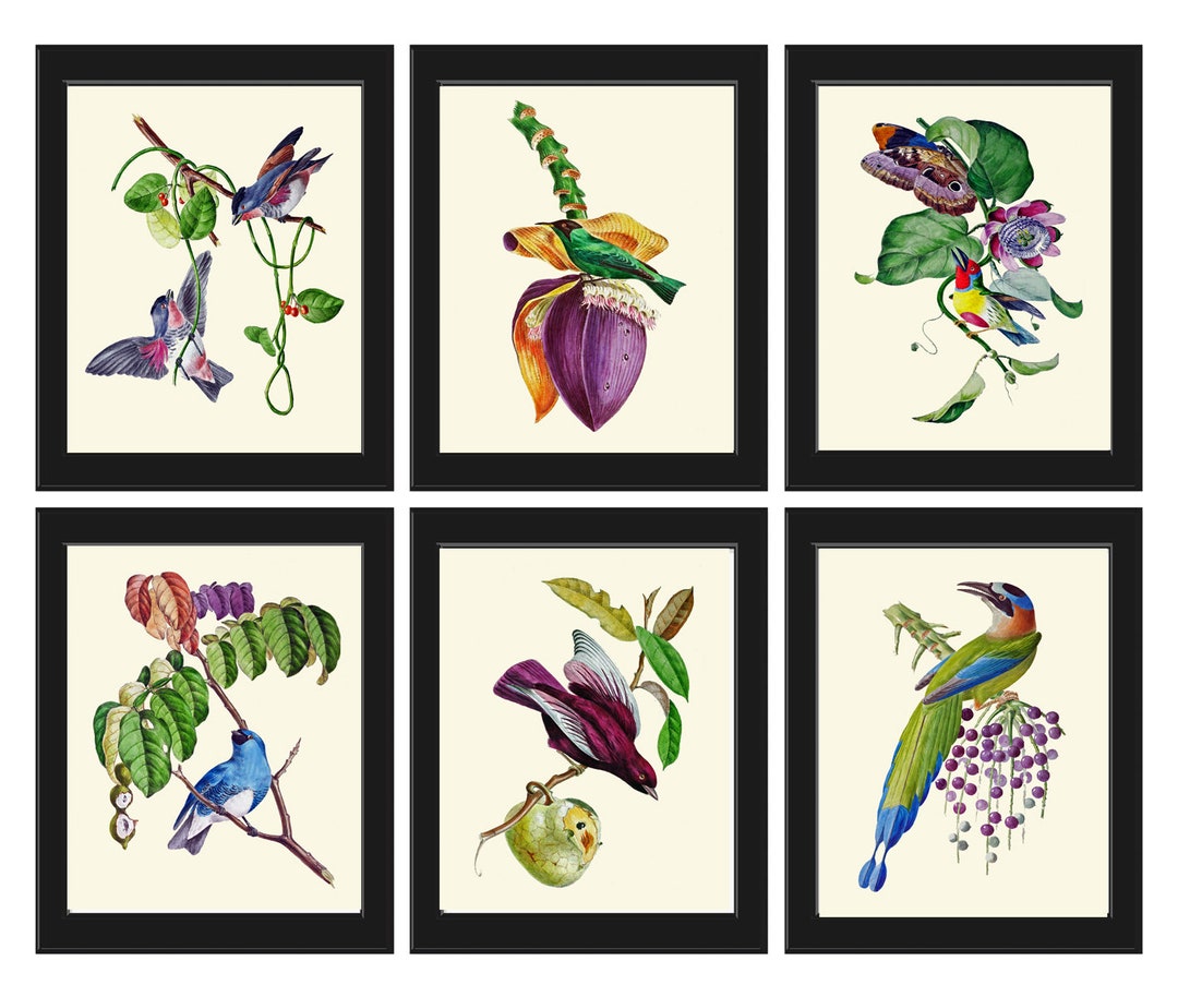 Bird Prints Wall Art Print Set 6 Beautiful Vintage Antique Purple ...
