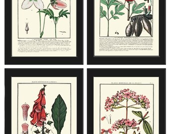 Vintage Botanical Wall Art Print Set of 4 Beautiful Antique Pink White Green Floral Chart Illustration Farmhouse Home Decor to Frame HDLF