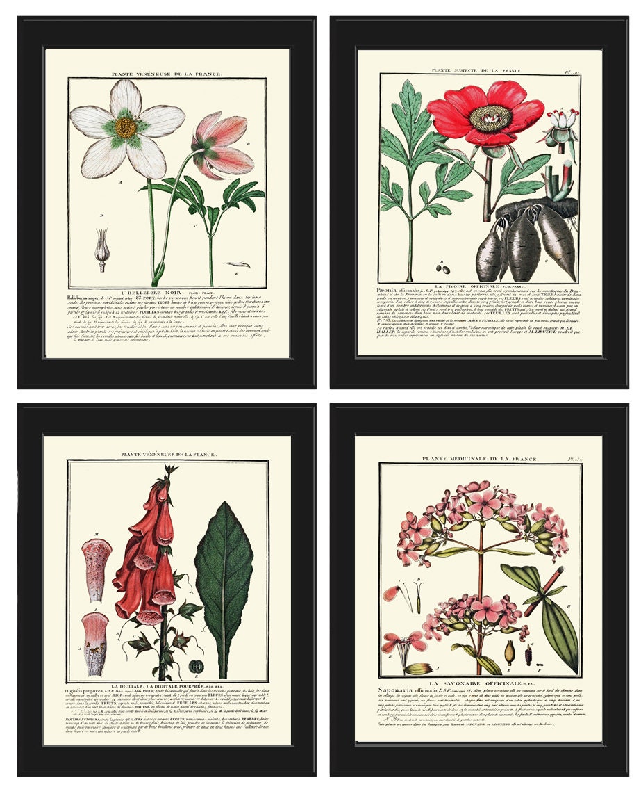 Vintage Botanical Wall Art Print Set of 4 Beautiful Antique Pink White Green Floral Chart ...