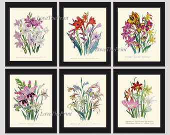 Gladiolus Botanical Wall Art Print Set of 6 Pink White Green Garden Nature Plants Flowers Bouquet Floral Design Home Decor to Frame LEB