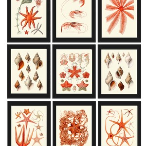 May include: Nine vintage illustrations of various sea creatures, including starfish, shrimp, and seashells. The illustrations are in a detailed, realistic style and are printed on a cream-colored background.