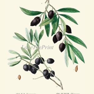 Herbs Botanical Wall Art Set of 12 Prints Beautiful Antique Vintage ...