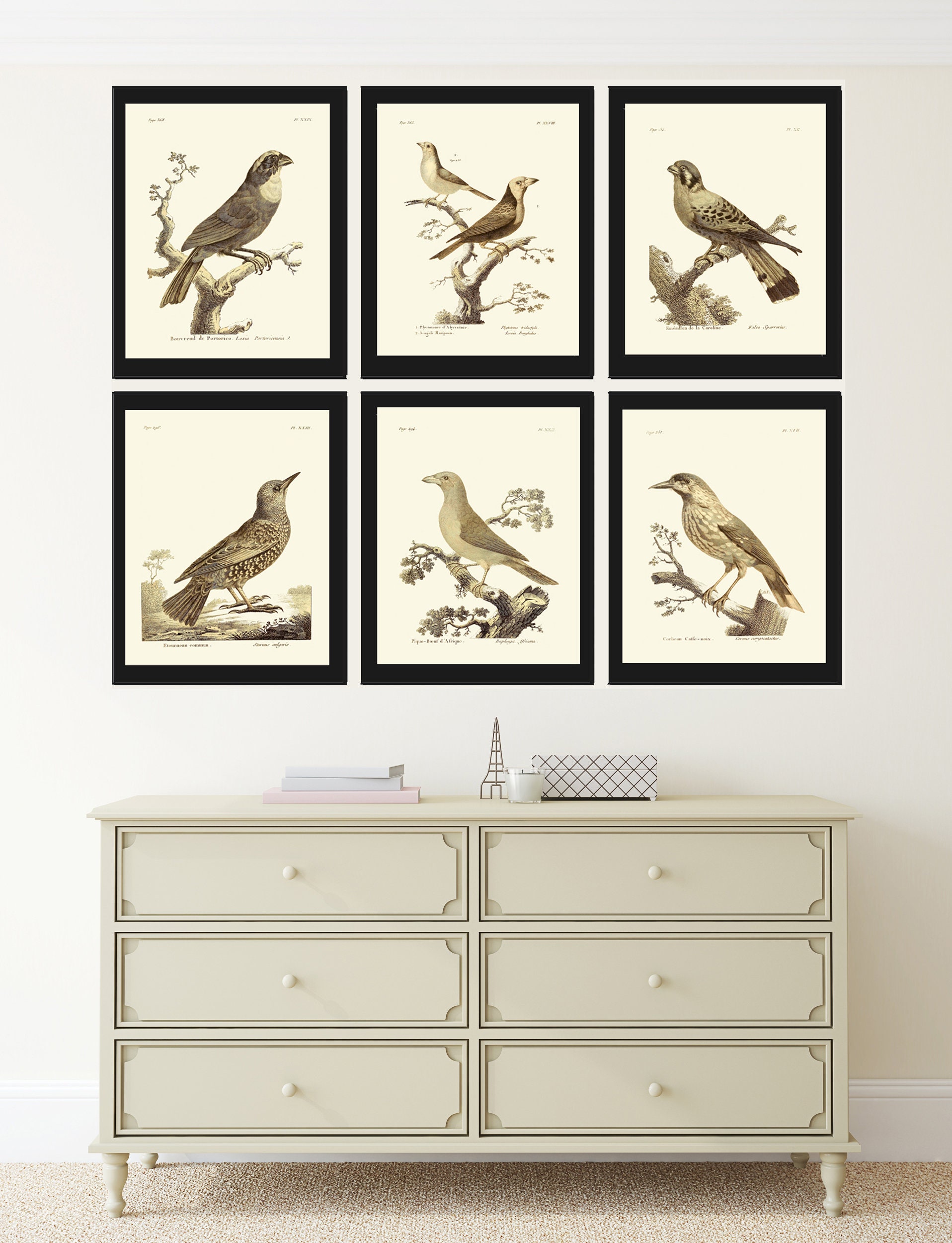 Vintage Birds Prints Wall Art Set of 6 Prints Antique Bird Print Set ...