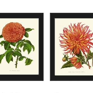 Rose Dahlia Botanical Prints Wall Art Set of 2 Beautiful Antique Vintage Burnt Orange Colorful Garden Flowers Floral Home Decor to Frame IH
