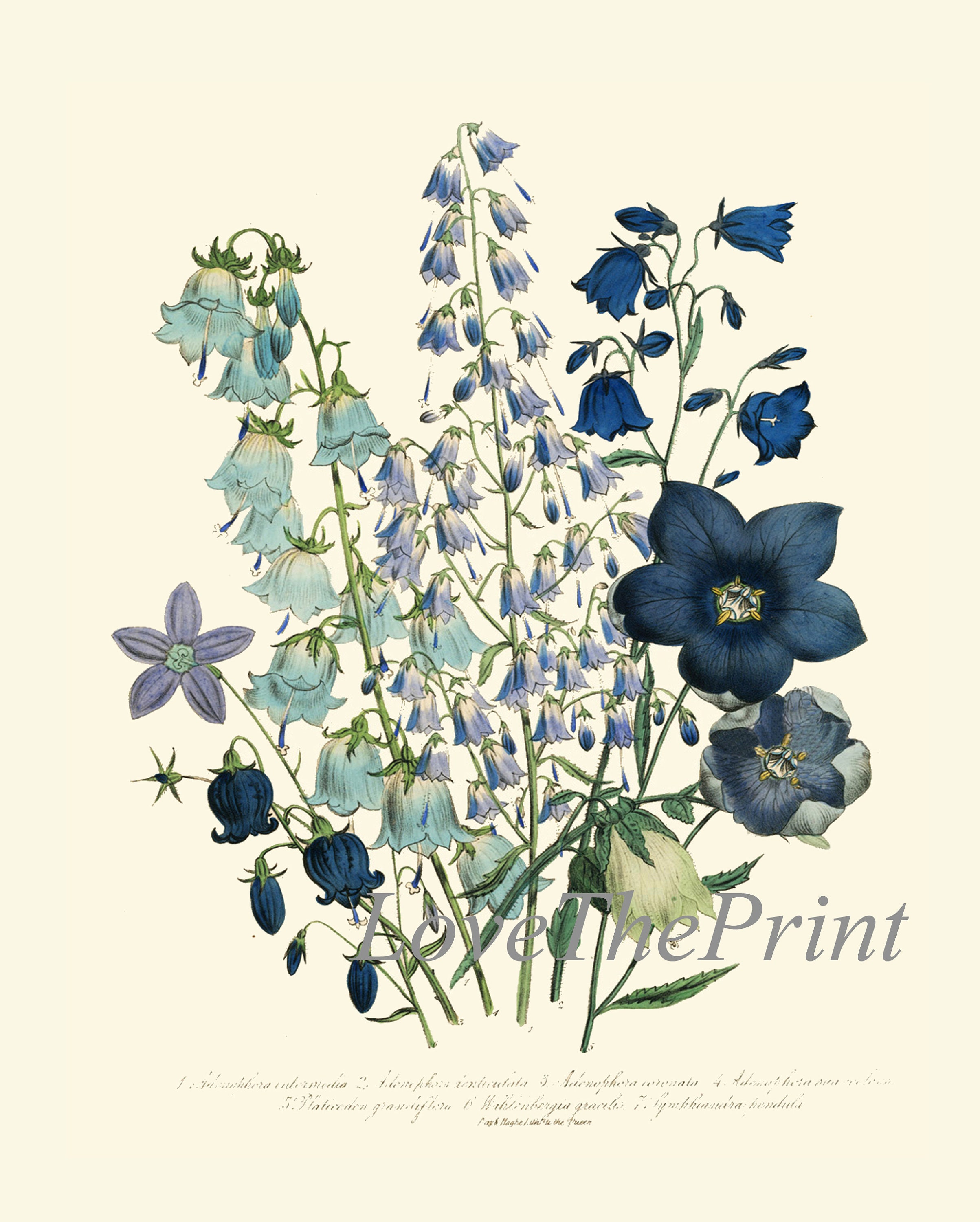 Blue Flowers Botanical Wall Art Set of 6 Prints Beautiful Vintage ...