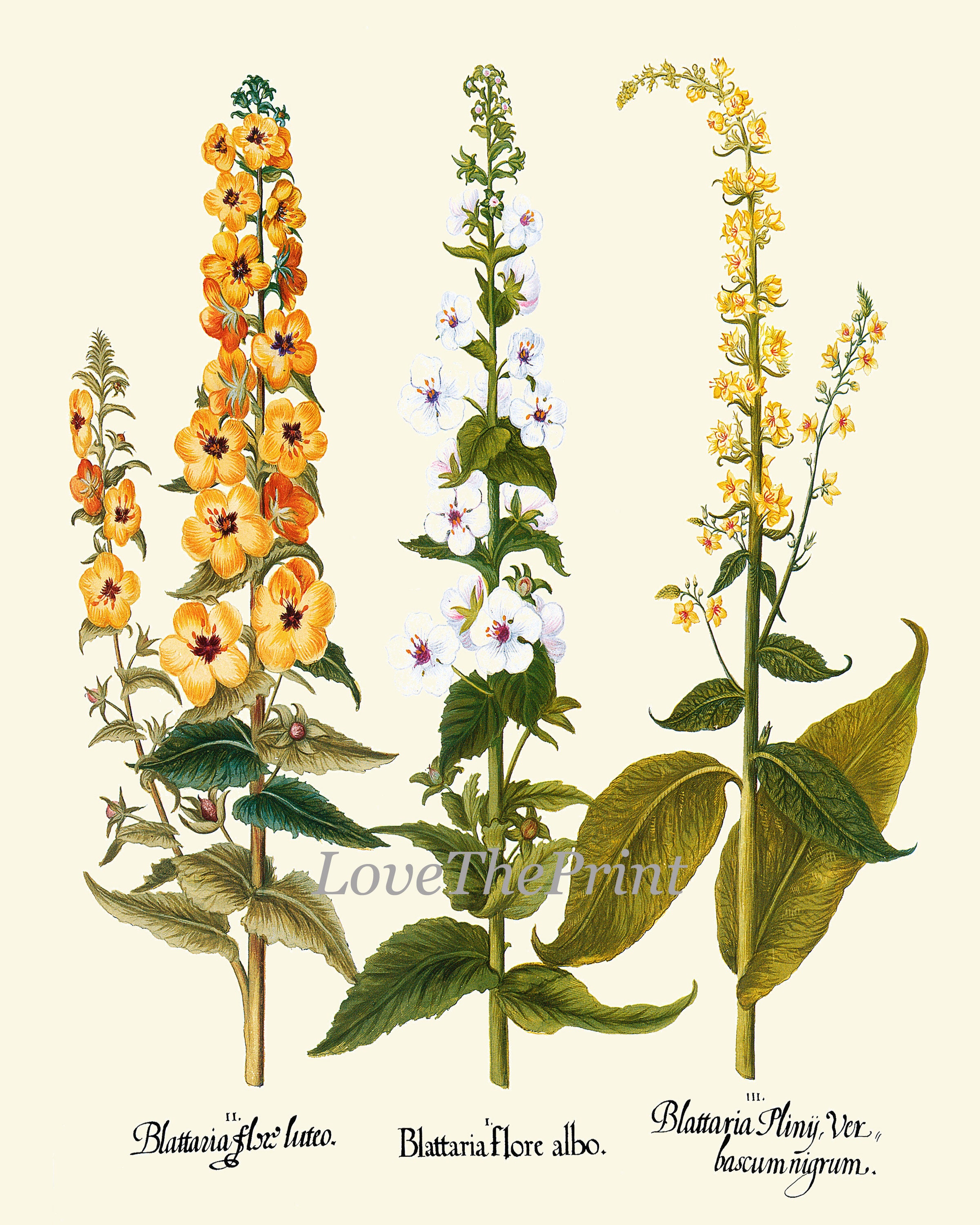 Botanical Print Set of 12 Wall Art Antique Vintage Garden Flowers Large ...