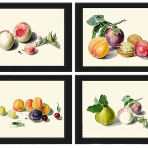 Vintage Fruit Kitchen Dining Room Wall Art Print Set of 4 Beautiful Peach Pear Plums Apricot Colorful Home Garden Nature Decor to Frame MFV