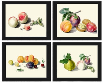 May include: Four framed prints of watercolor paintings of fruit. The first print shows peaches, the second shows plums and a walnut, the third shows plums, peaches, and a cherry, and the fourth shows a quince and a plum.