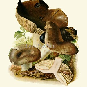 May include: A vintage illustration of three mushrooms, two dark brown and one light brown with white gills. The caption reads "Schwarzer T&auml;ubling, Russula nigricans. Genie&szlig;bar."