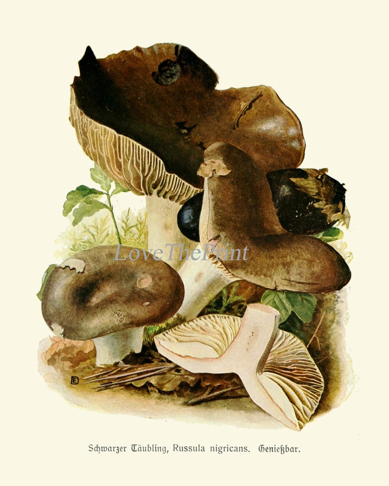 May include: A vintage illustration of three mushrooms, two dark brown and one light brown with white gills. The caption reads "Schwarzer T&auml;ubling, Russula nigricans. Genie&szlig;bar."