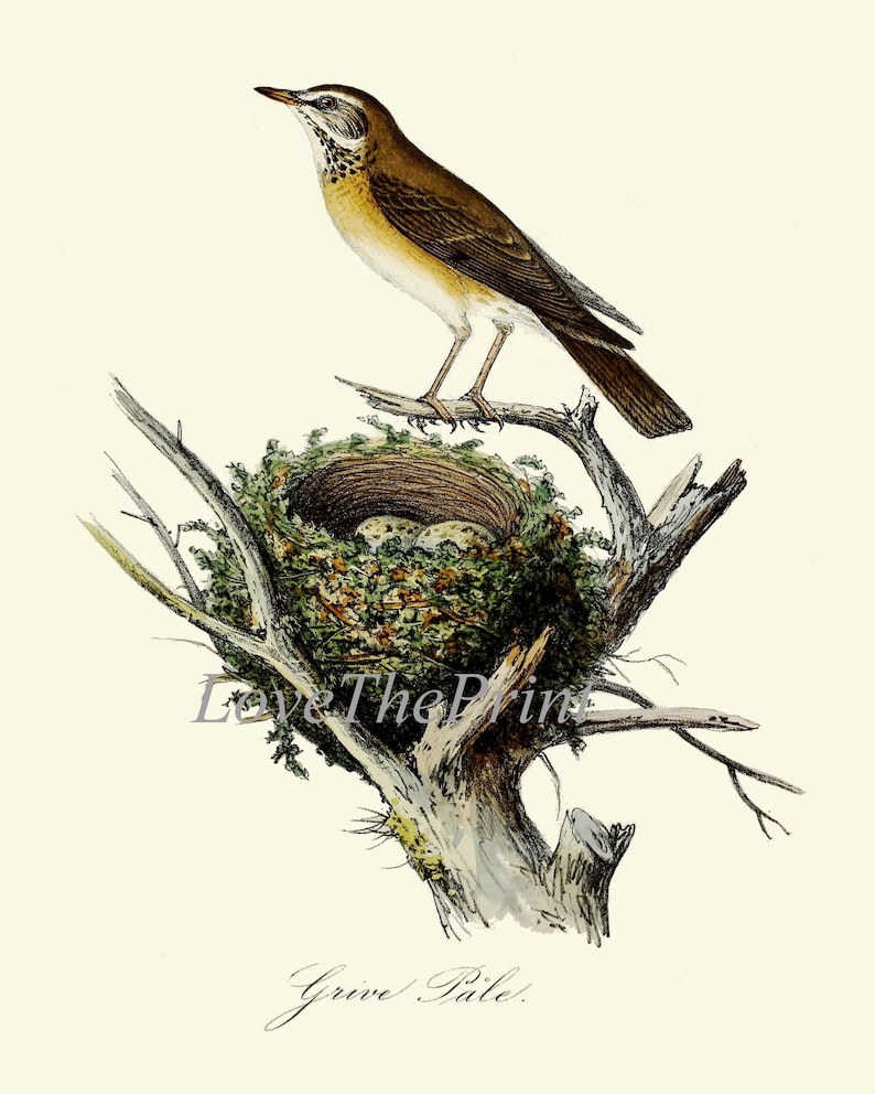 Vintage Bird Wall Art Gallery Set of 16 Prints Beautiful Etsy