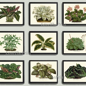 Hosta Plants Flowers Botanical Wall Art Set of 9 Prints Beautiful Vintage Antique Green Garden Farmhouse Nature Home Decor to Frame HOU