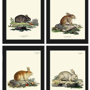 Rabbit Wall Art Print Set of 4 Beautiful Antique Vintage Woodland Farmhouse Cottage Farm Animal Nursery Pet Home Room Decor to Frame BUNNY