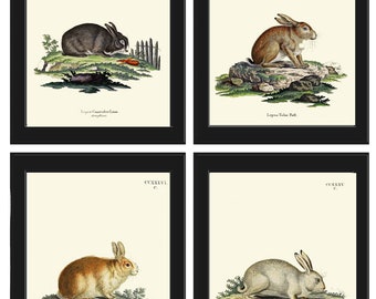 Rabbit Wall Art Print Set of 4 Beautiful Antique Vintage Woodland Farmhouse Cottage Farm Animal Nursery Pet Home Room Decor to Frame BUNNY