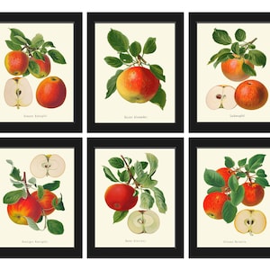 Apple Print Set of 6 Botanical Prints Wall Art Giclee Kitchen Dining Room Antique Vintage Home Decor Illustration Picture Decoration GR